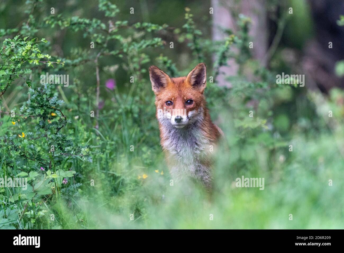 Volpe rurale selvaggia sul confine di Caterham Woldingham in Surrey. Foto Stock