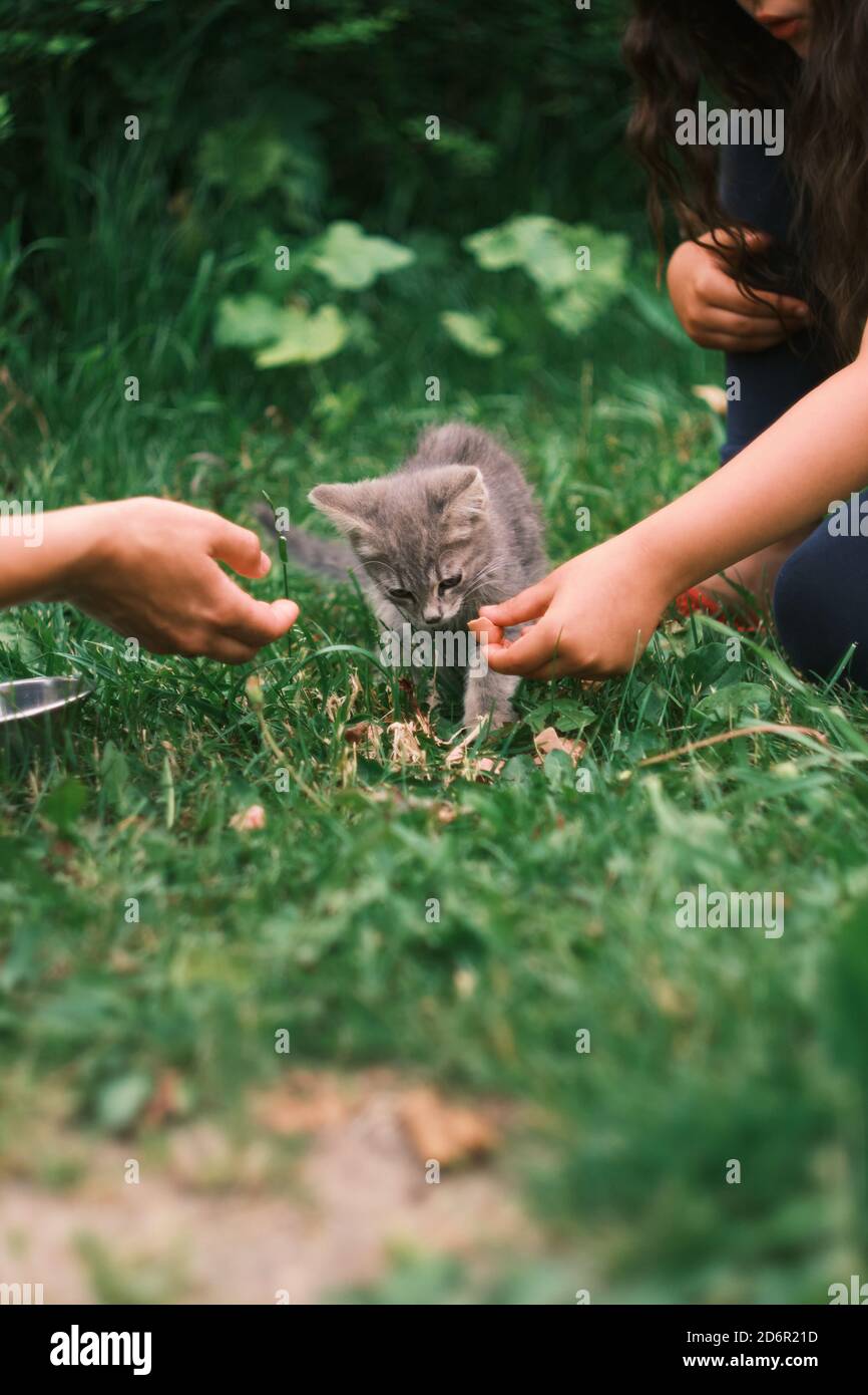 Nutrire gattino vagi per strada. Aiutare gli animali senza casa. Messa a fuoco selettiva. Le mani della gente Foto Stock