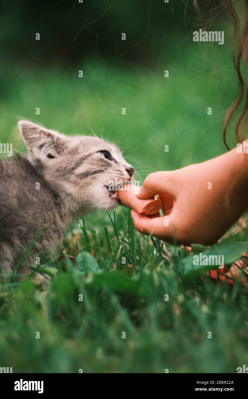 Nutrire gattino vagi per strada. Aiutare gli animali senza casa. Messa a fuoco selettiva. Le mani della gente Foto Stock