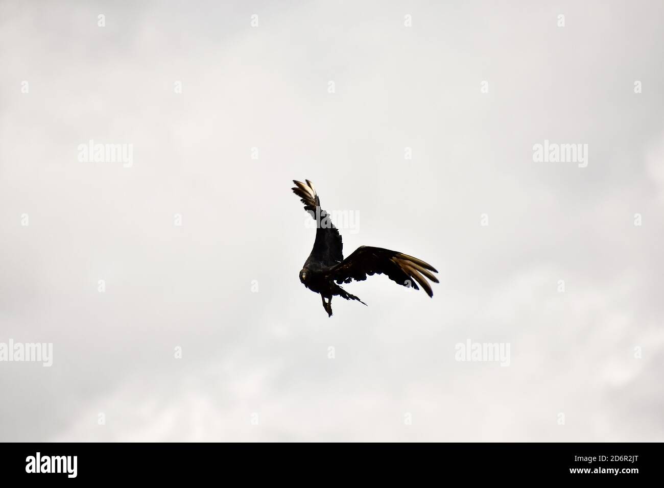 Cicogna in volo, foto come sfondo, scattata nel parco del lago del vulcano Arenal in Costa rica America centrale Foto Stock