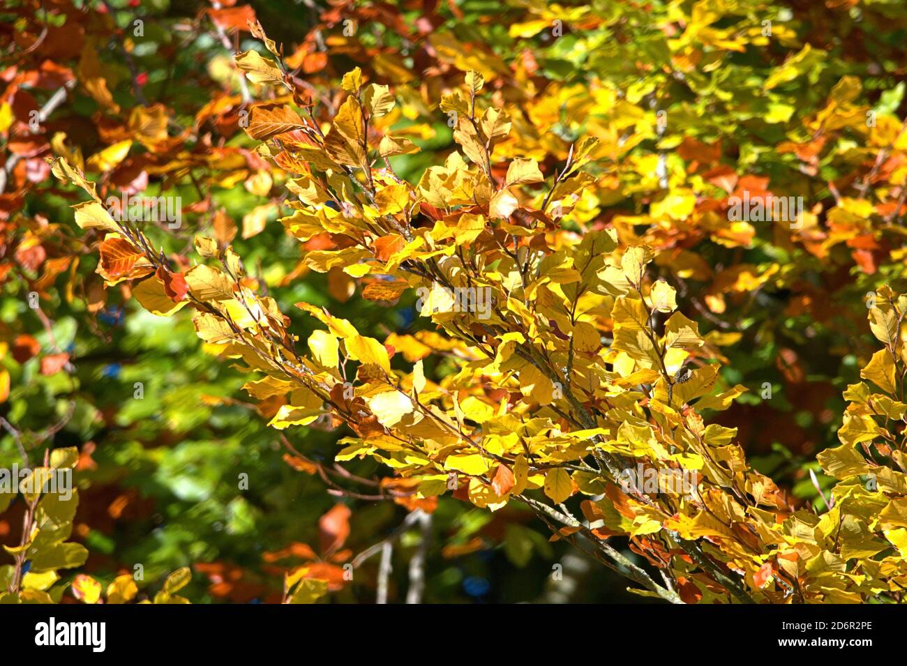 Schleswig, Germania. 17 Ott 2020. 17 ottobre 2020, Schleswig, un faggio comune (Fagus sylvatica) con foglie autunnali colorate crea un meraviglioso umore autunnale quando il sole splende. Eurosiden i, ordine: Faggio (Fagales), famiglia: Faggio (Fagaceae), sottofamiglia: Fagoideae, genere: Faggio (Fagus), specie: Faggio comune | uso nel mondo Credit: dpa/Alamy Live News Foto Stock