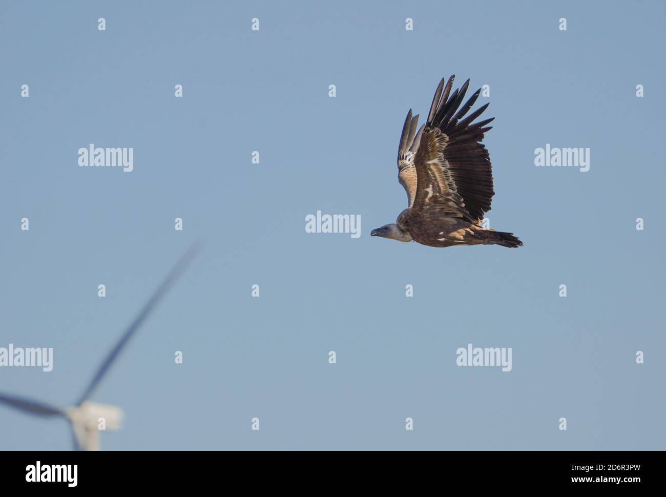 Griffon Vulture (gyps fulvus) volare, avvoltoio in volo, sorvolando terra, Los Barrios, Spagna. Foto Stock