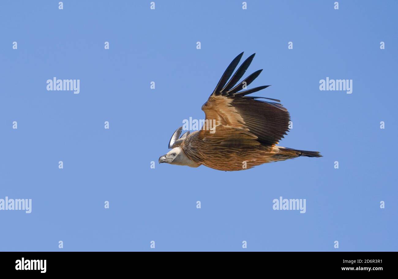 Griffon Vulture (gyps fulvus) volare, avvoltoio in volo, sorvolando terra, Los Barrios, Spagna. Foto Stock