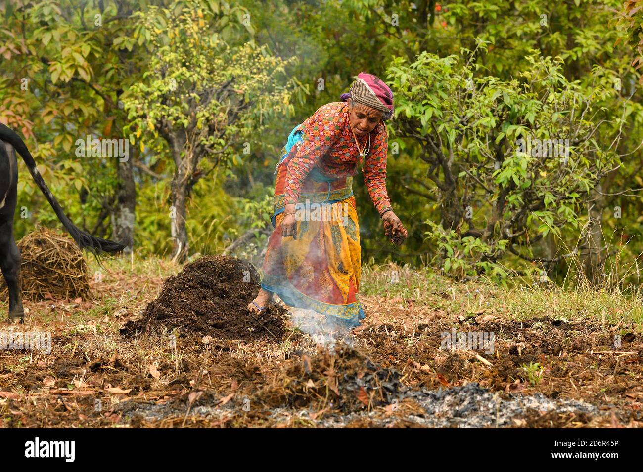 Donna di villaggio che diffonde concime a mano, sul prato terrazzato, Astam, vicino a Pokhara, Nepal Foto Stock