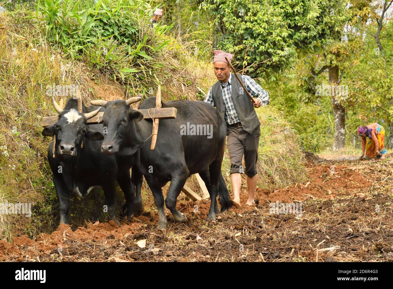Villaggio contadino arando prato terrazzato, con 2 buoi, aratro di legno e piedi nudi. Astam, vicino a Pokhara, Nepal Foto Stock