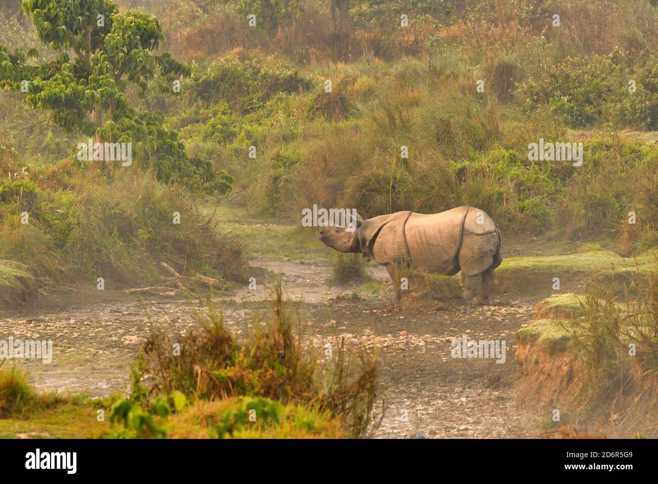 Rinoceronte indiano, rinoceronte unicornis nel parco nazionale di Chitwan, Nepal Foto Stock