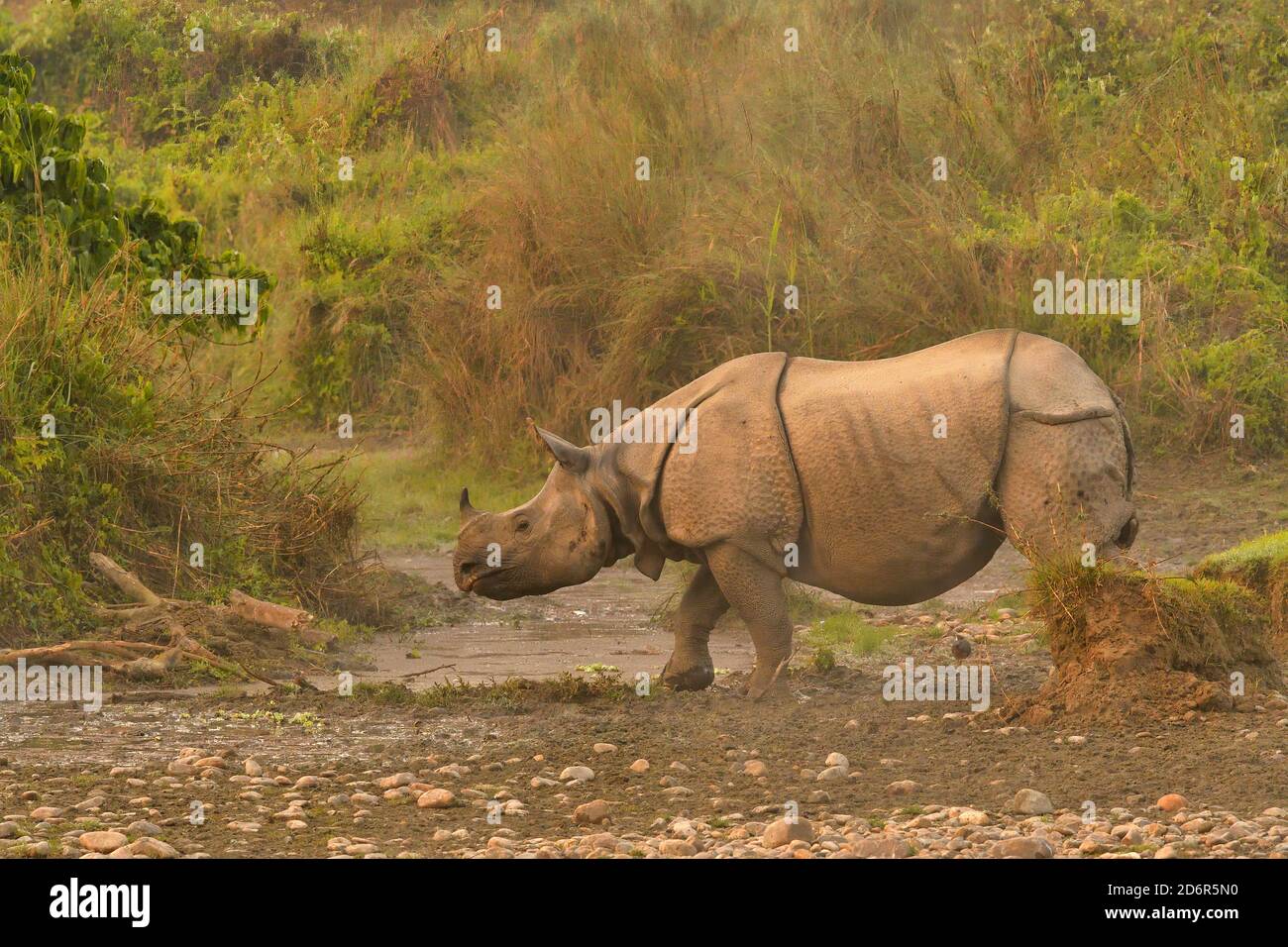 Rinoceronte indiano, rinoceronte unicornis nel Parco Nazionale di Chitwan, Nepal Foto Stock