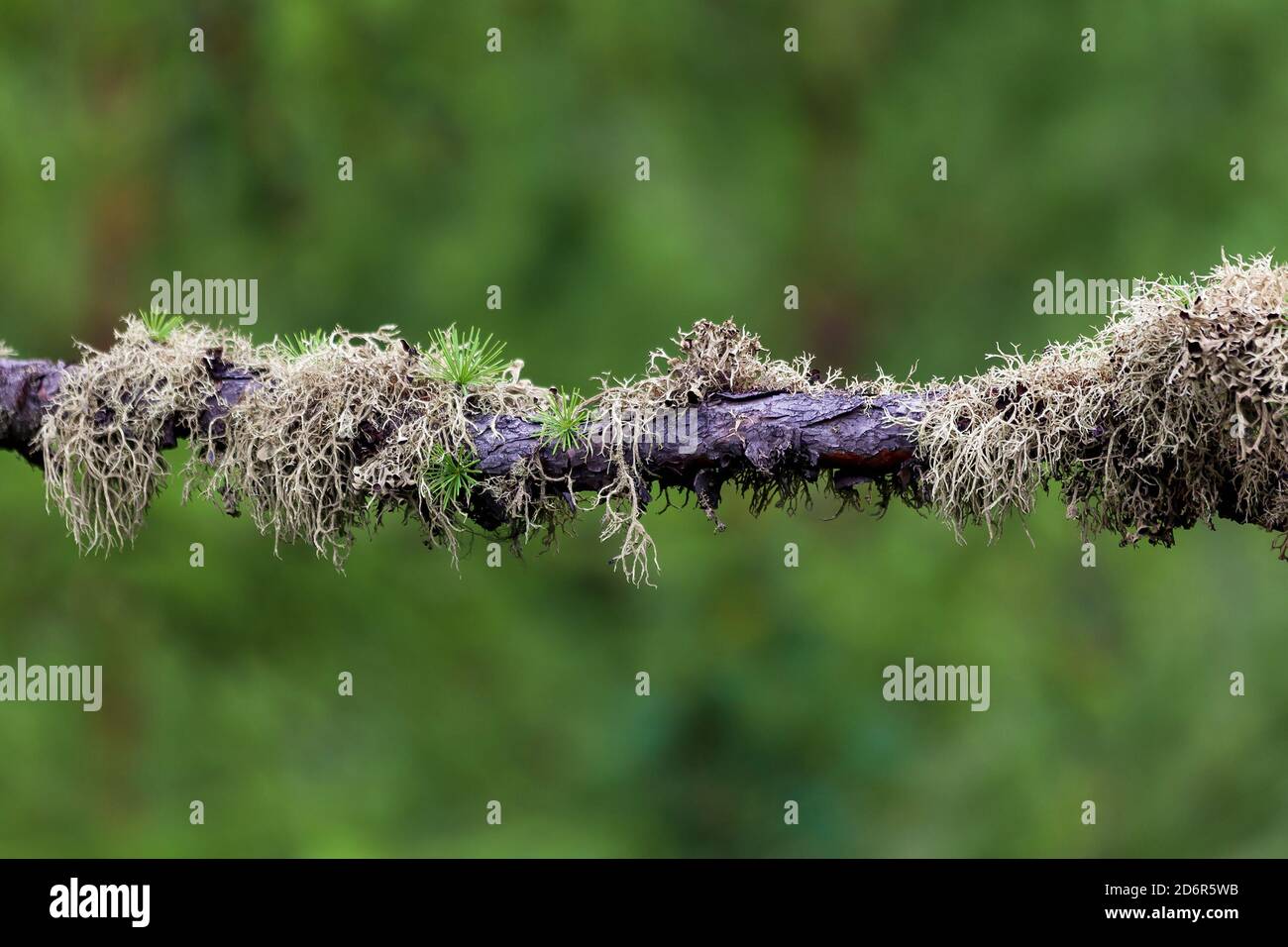 Licheni su un ramo di larice, primo piano su uno sfondo verde offuscato Foto Stock