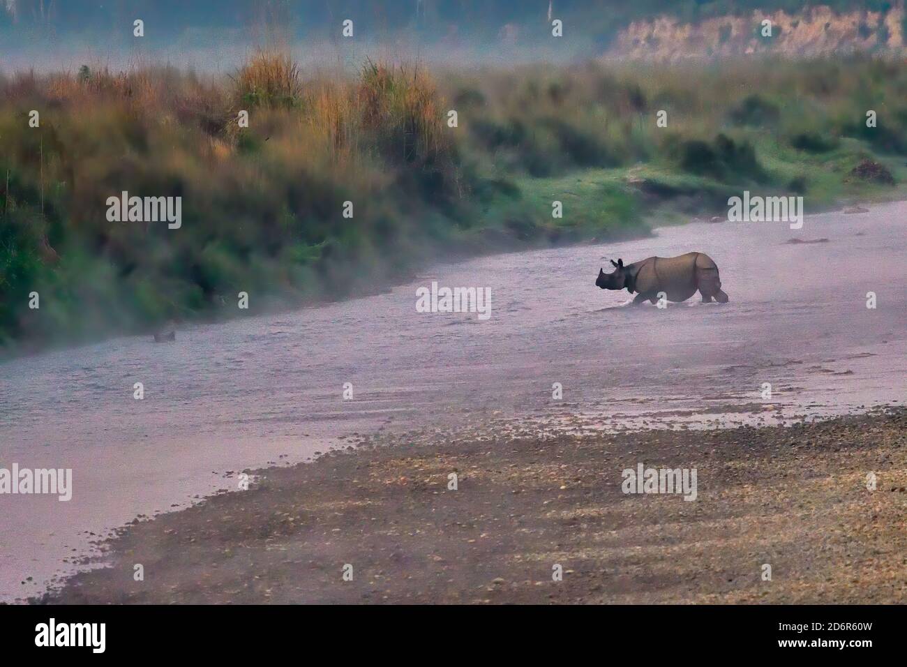 Rinoceronte indiano, rinoceronte unicornis che attraversa il fiume Rapti nel Parco Nazionale di Chitwan, Nepal Foto Stock