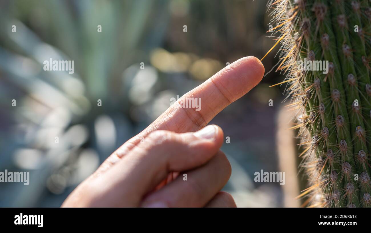 Dito e colonna vertebrale cactus contro la luce Foto Stock