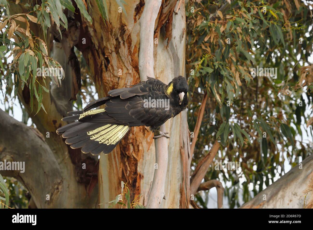 Giallo-tailed Black Cockatoo Calyptorhynchus funereus fotografata in Tasmania, Australia Foto Stock