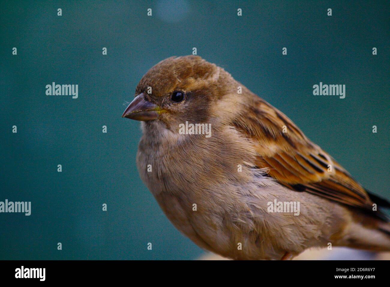 Uccello passero casa femminile che permette ai suoi pensieri di vagare fuori nella distanza blu dell'aria di montagna dello Sri Lanka, con corpo marrone soffice e nero Foto Stock