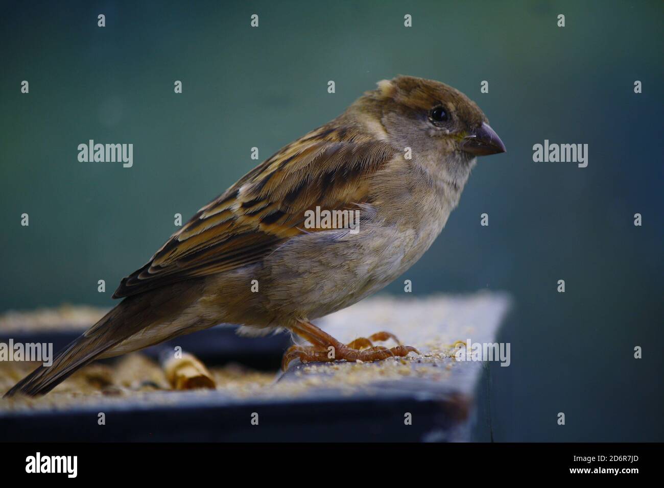 Curioso uccello passero casa femminile indagando il fotografo nelle montagne dello Sri Lanka, con corpo marrone soffice e nero sbarramento sulle ali mentre Foto Stock