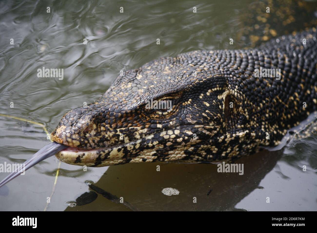 Grande monitor d'acqua con scale nere e patcheswith rosa forcato tuorlo fuori, testa girato come swam attraverso l'acqua come serpente e venuto a ins Foto Stock