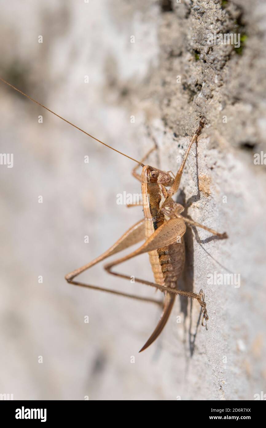 Yersinella raymondi, femmina, nome comune Raymond's Bush-cricket, è una specie di 'katidis cricket' appartenente alla famiglia Tettigoniidae, in Croazia. Foto Stock