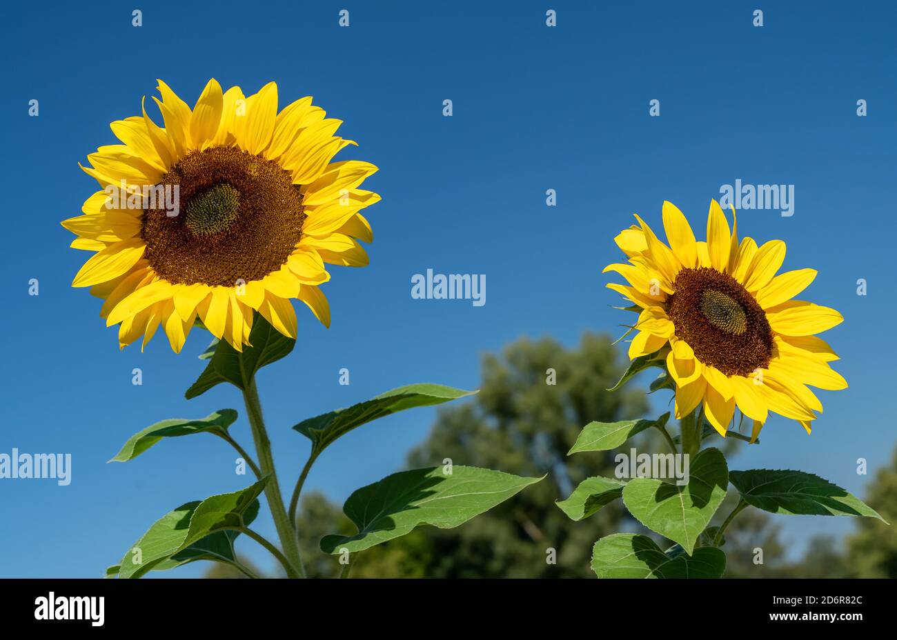 Due girasoli contro il cielo blu senza nuvole Foto Stock
