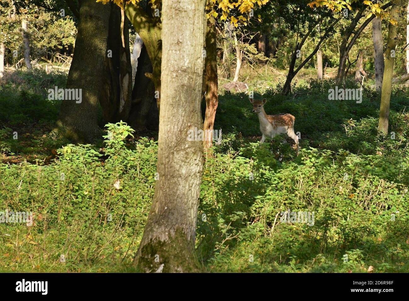 Allow Deer ad Attingham Park, Shropshire. Foto Stock