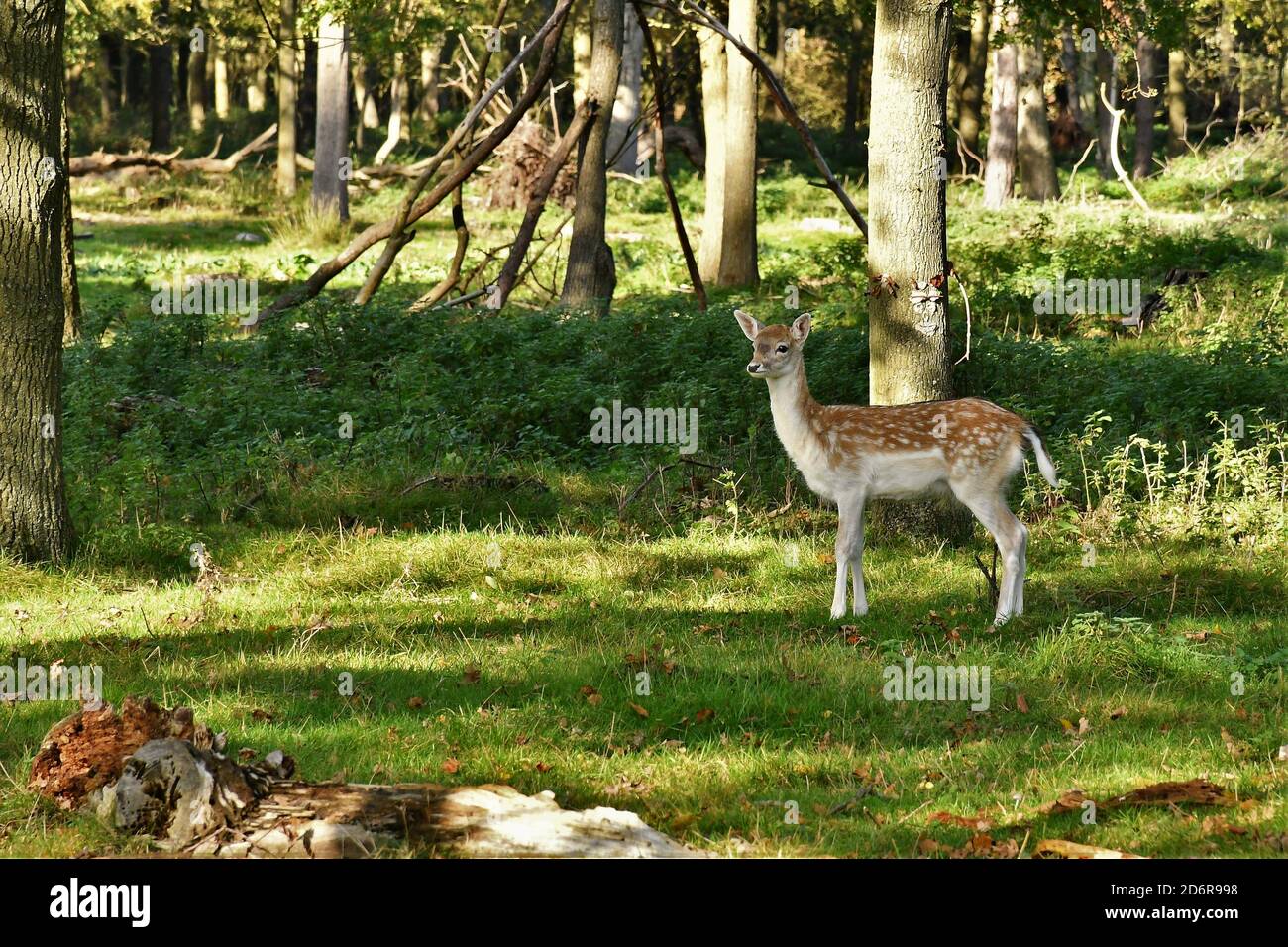 Allow Deer ad Attingham Park, Shropshire. Foto Stock