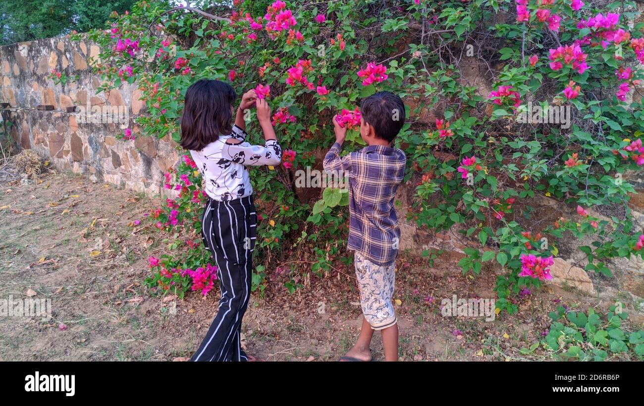 17 ottobre 2020 : Reengus, Jaipur, India / bambina e ragazzo che annidano il profumo dei fiori di bougainvillea Foto Stock
