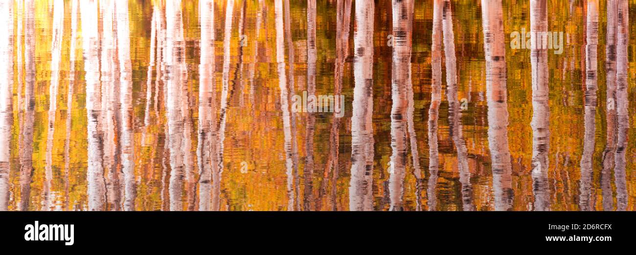 Riflessi di tronchi di betulla e foglie dorate in acqua. Sfondo panoramico autunnale, banner web autunnale Foto Stock