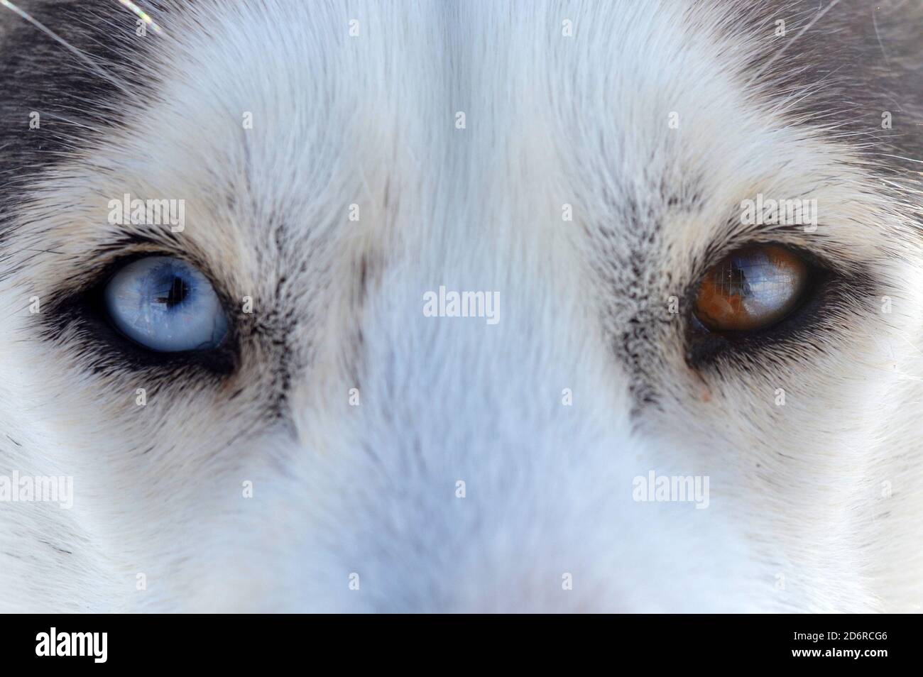 Primo piano di un cane Husky bianco e grigio con blu e occhi marroni Foto Stock