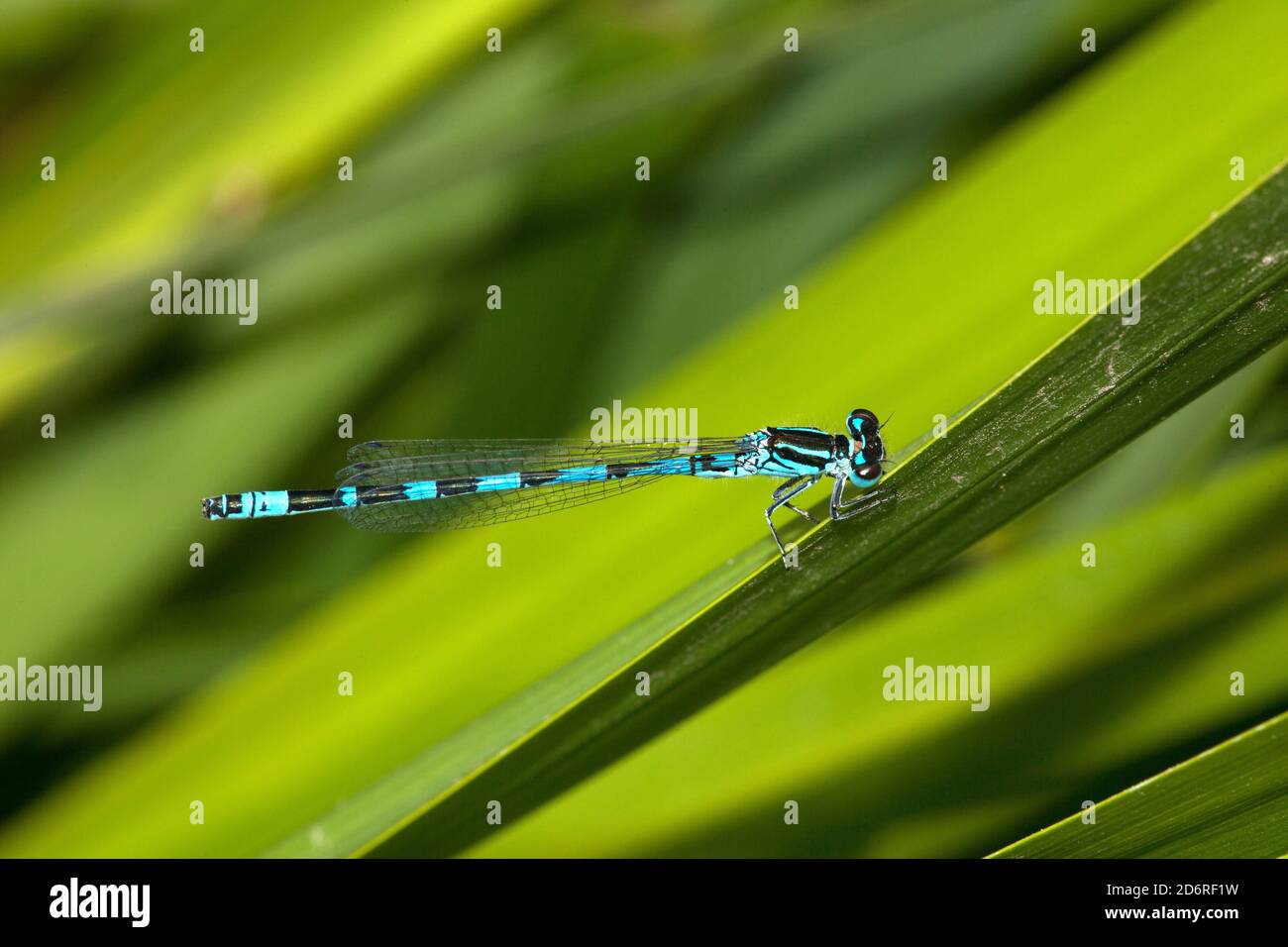 Damselfly ornato, Bluet ornato (Coenagrion ornatum), siede su una foglia, la Germania Foto Stock