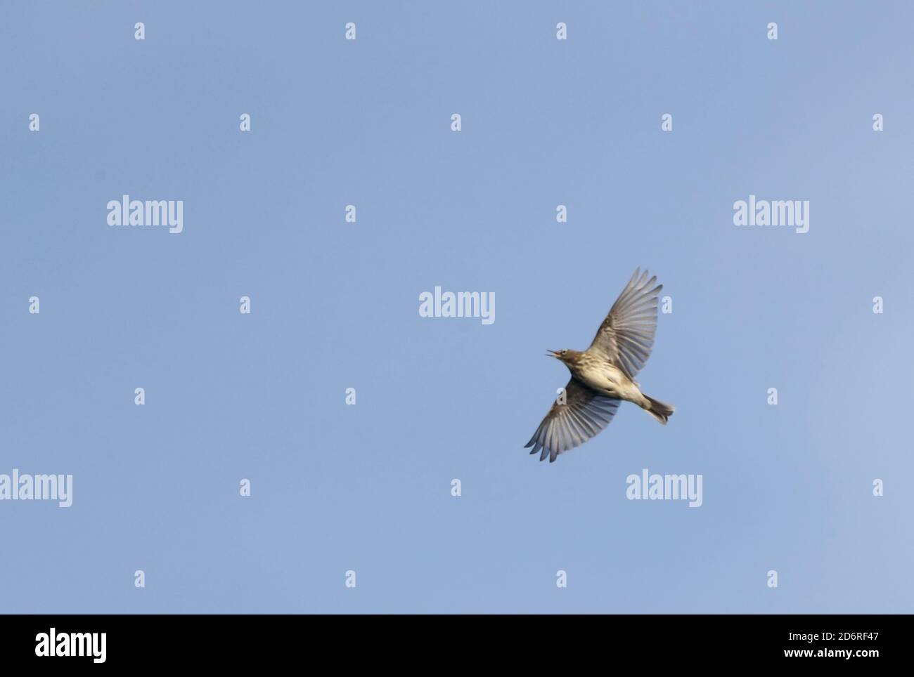 Ebridi scandinave pitpit di roccia (Anthus petrosus littoralis, Anthus littoralis), in volo, Calling, Danimarca Foto Stock