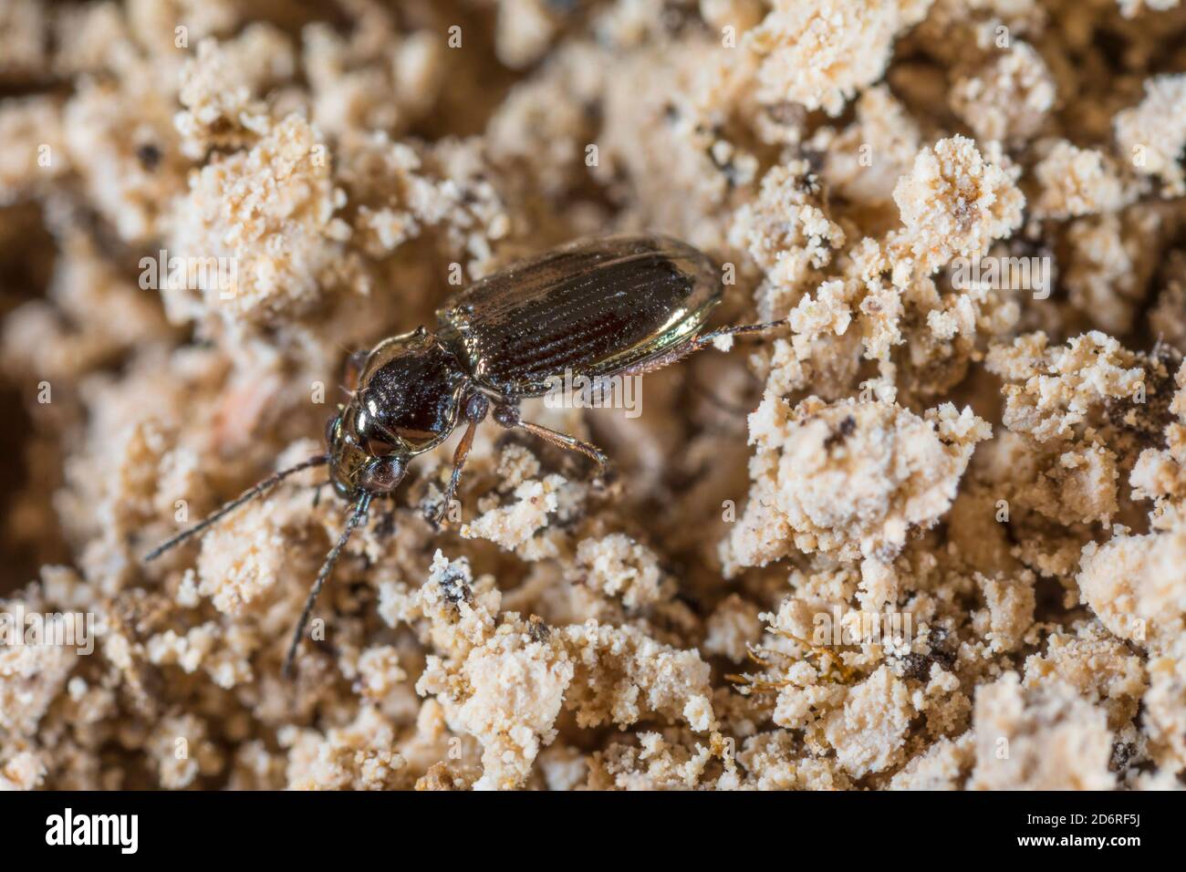 Barbabietola macinata (Bembidion properans), sui licheni, Germania Foto Stock