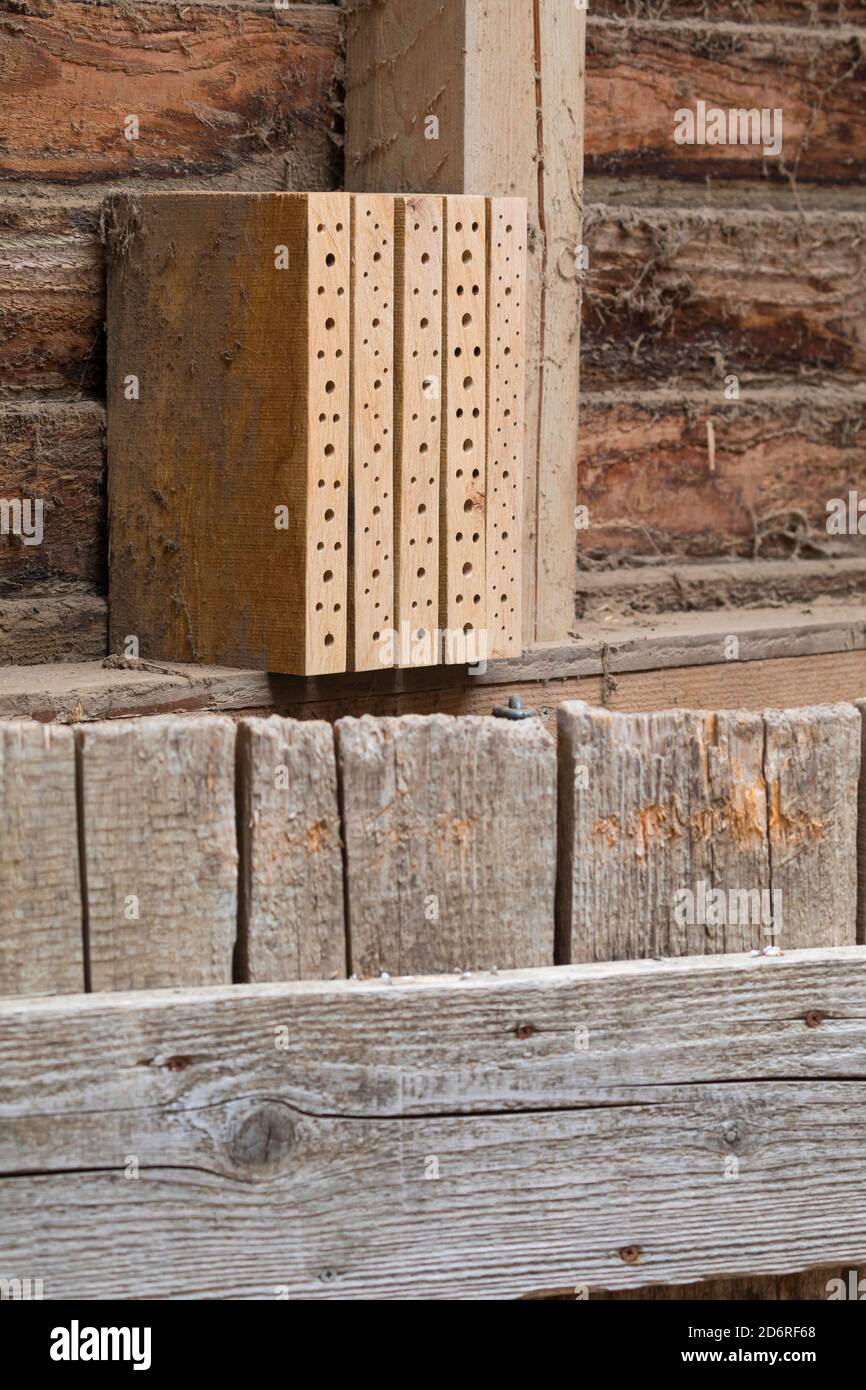 Hotel di insetto per api selvatiche fatti con tavole di legno, Germania Foto Stock