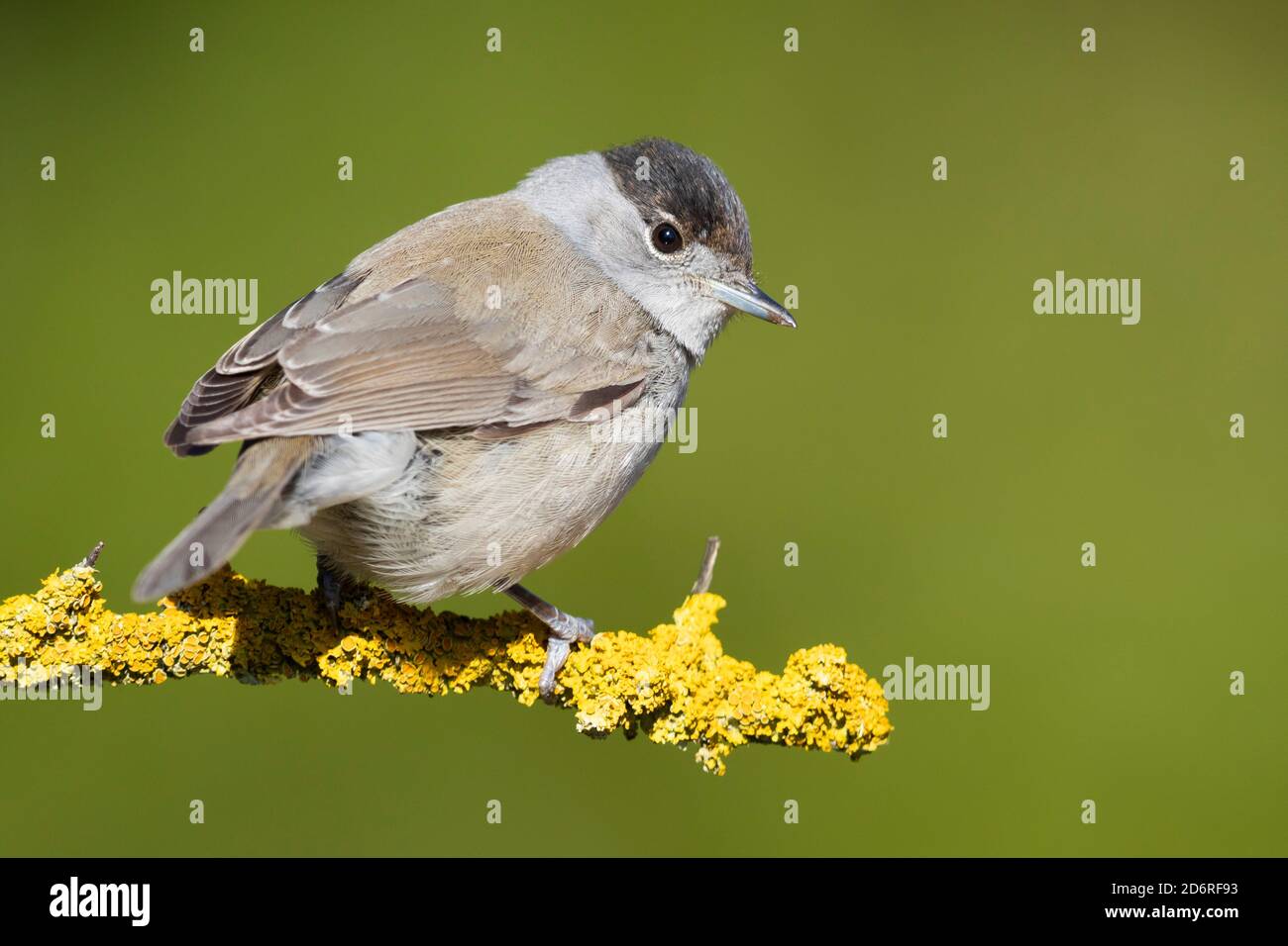 blackcap (Sylvia ricapilla), primo maschio invernale arroccato su una filiale, Italia, Campania Foto Stock