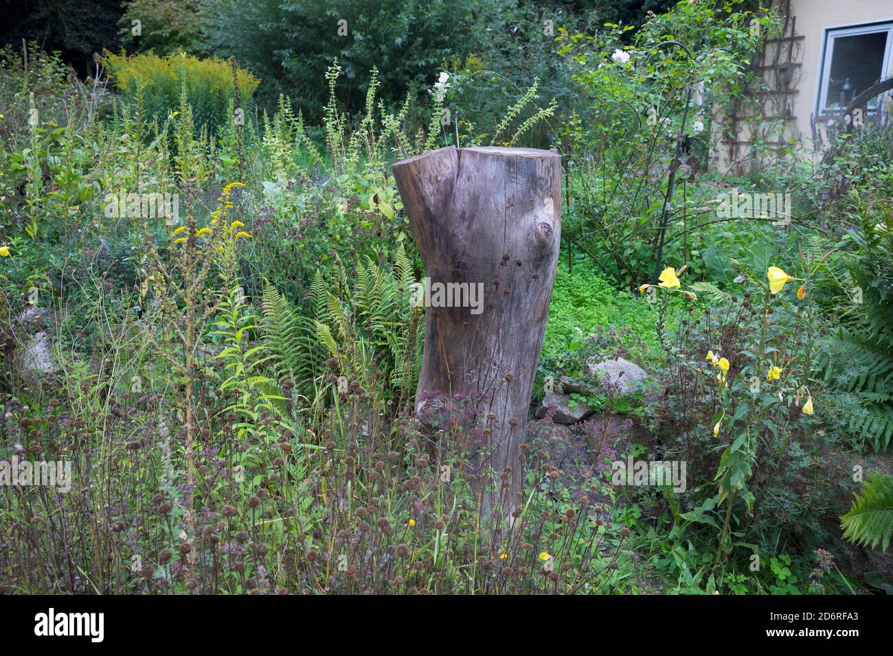 Legno morto in un giardino come habitat per insetti, Germania Foto Stock