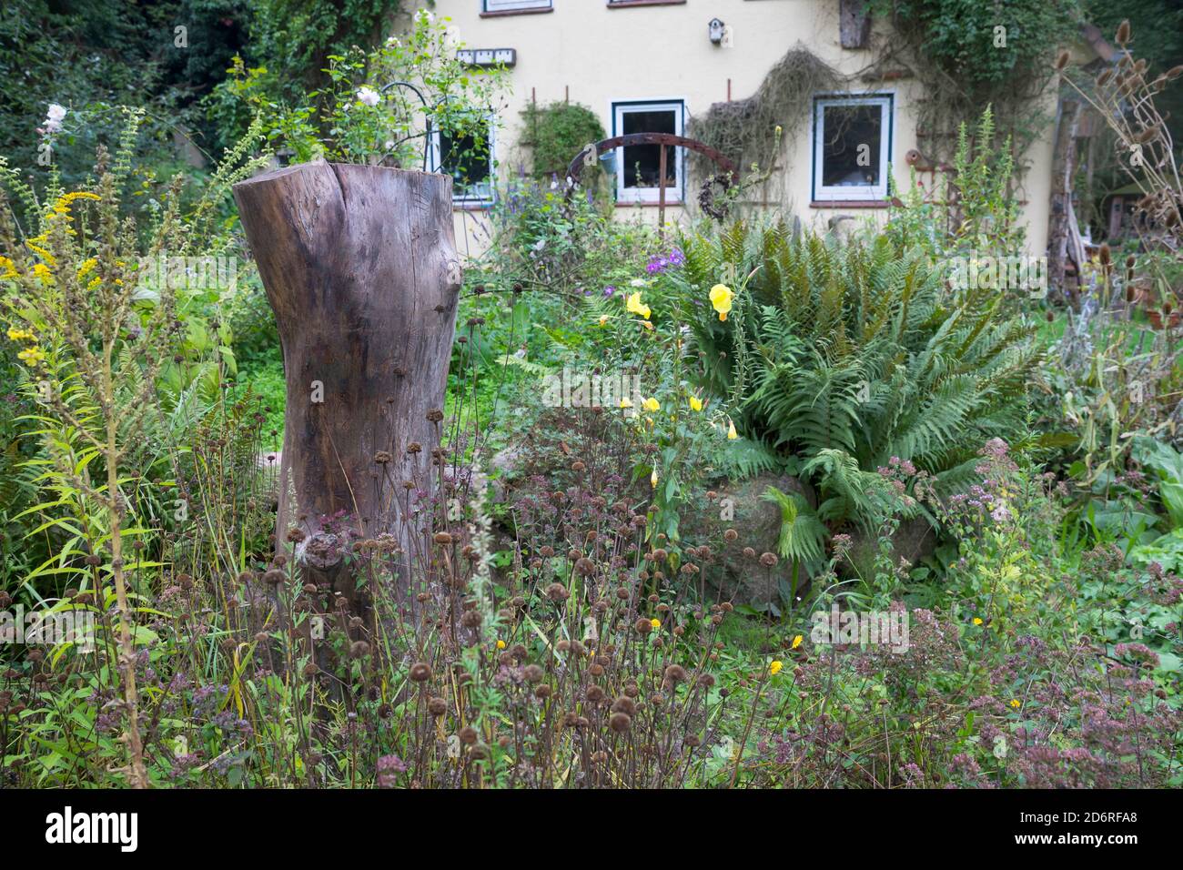 Legno morto in un giardino come habitat per insetti, Germania Foto Stock
