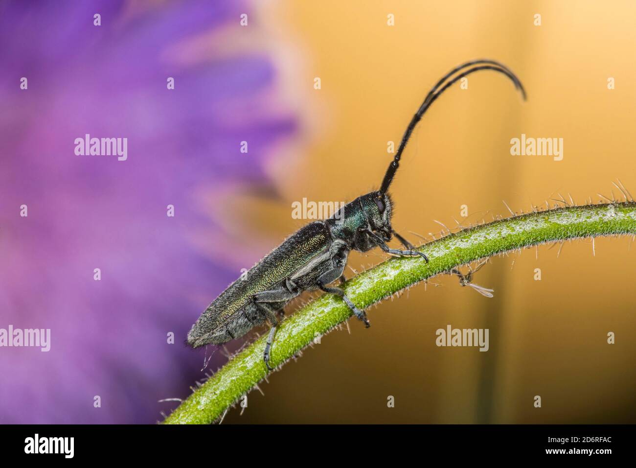 il barile di longhorn (Agapanthia intermedia), si trova su uno stelo, la Germania Foto Stock