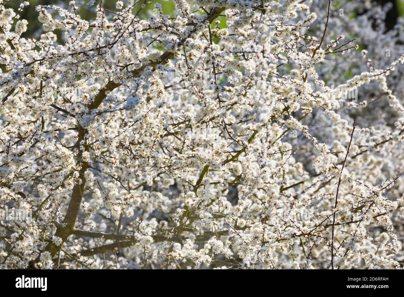 Spina nera, sloe (Prunus spinosa), fioritura, Germania Foto Stock
