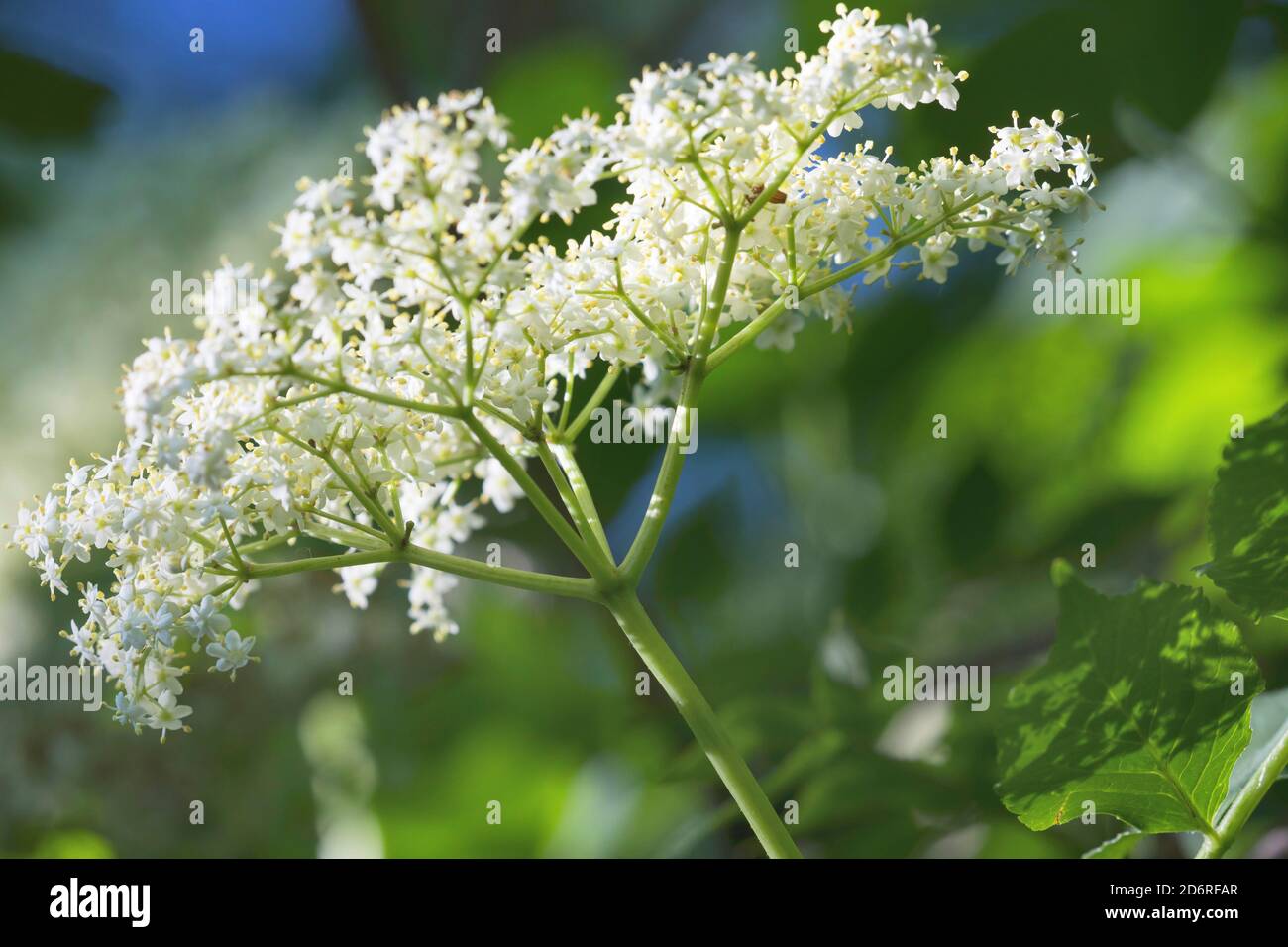 Anziano nero europeo, mirtillo, anziano comune (Sambucus nigra), anziano fiorente, Germania Foto Stock