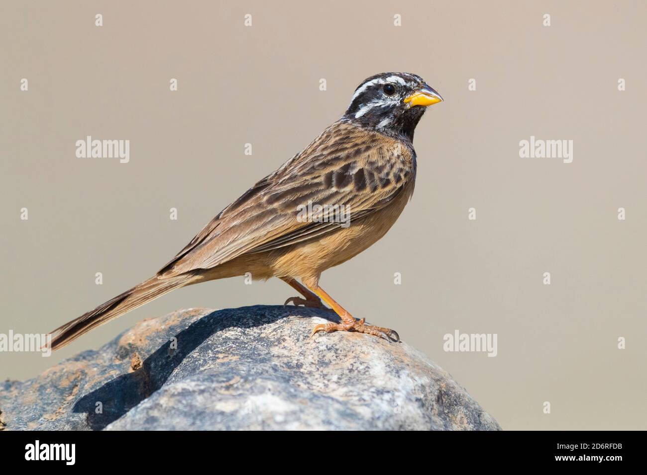 Conchimento di roccia tostato alla cannella (Emberiza tahapisi), vista laterale di un maschio adulto in piedi su una roccia, Oman, Dhofar Foto Stock