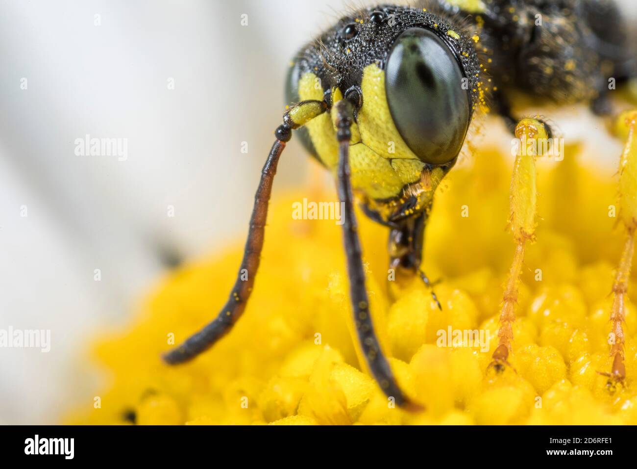 Five Banded Tailed Digger Wasp (Cerceris quinquefasciata), ritratto, Germania Foto Stock