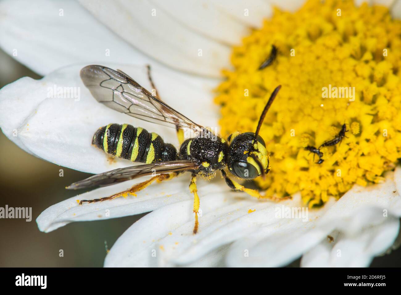 Five Banded coda Digger Wasp (Cerceris quinquefasciata), siede su un fiore, Germania Foto Stock