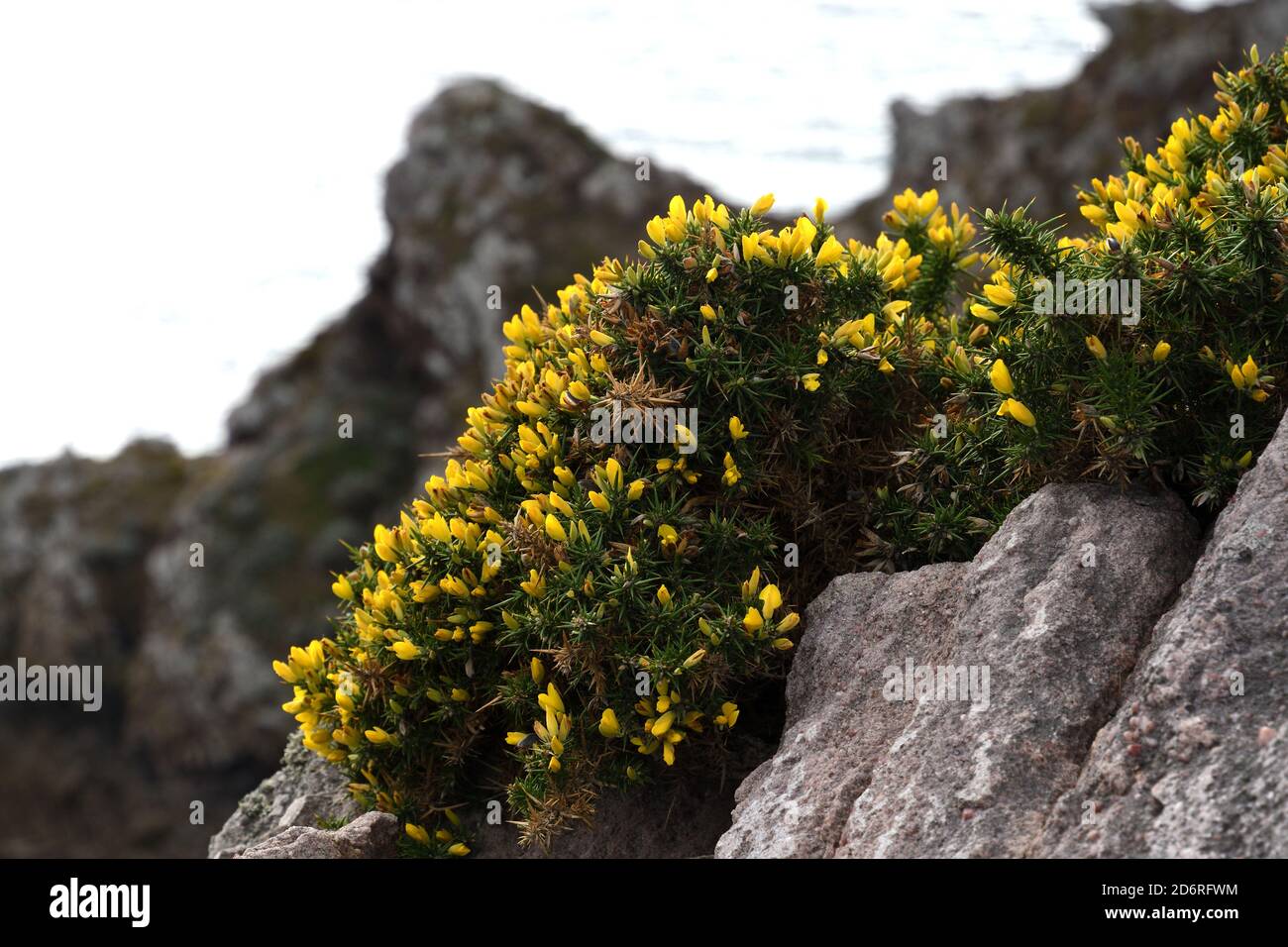 Western Gorse, Dwarf Furze (Ulex gallii), fioritura a Cap d'Erquy, Francia, Bretagna, Côtes-d'Armor, Erquy Foto Stock