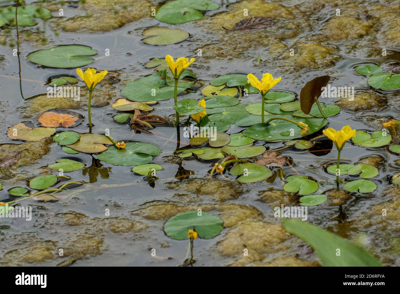 Cuore galleggiante giallo, giglio d'acqua frange (Nymphoides peltata), fioritura, Germania, Baviera Foto Stock