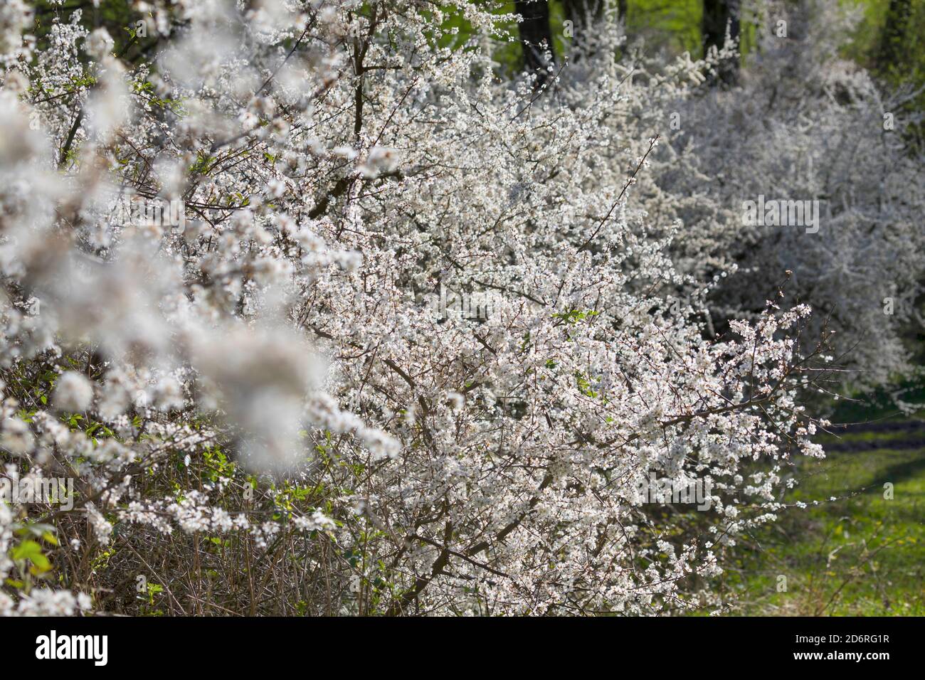 Spina nera, sloe (Prunus spinosa), siepe in fiore, Germania Foto Stock