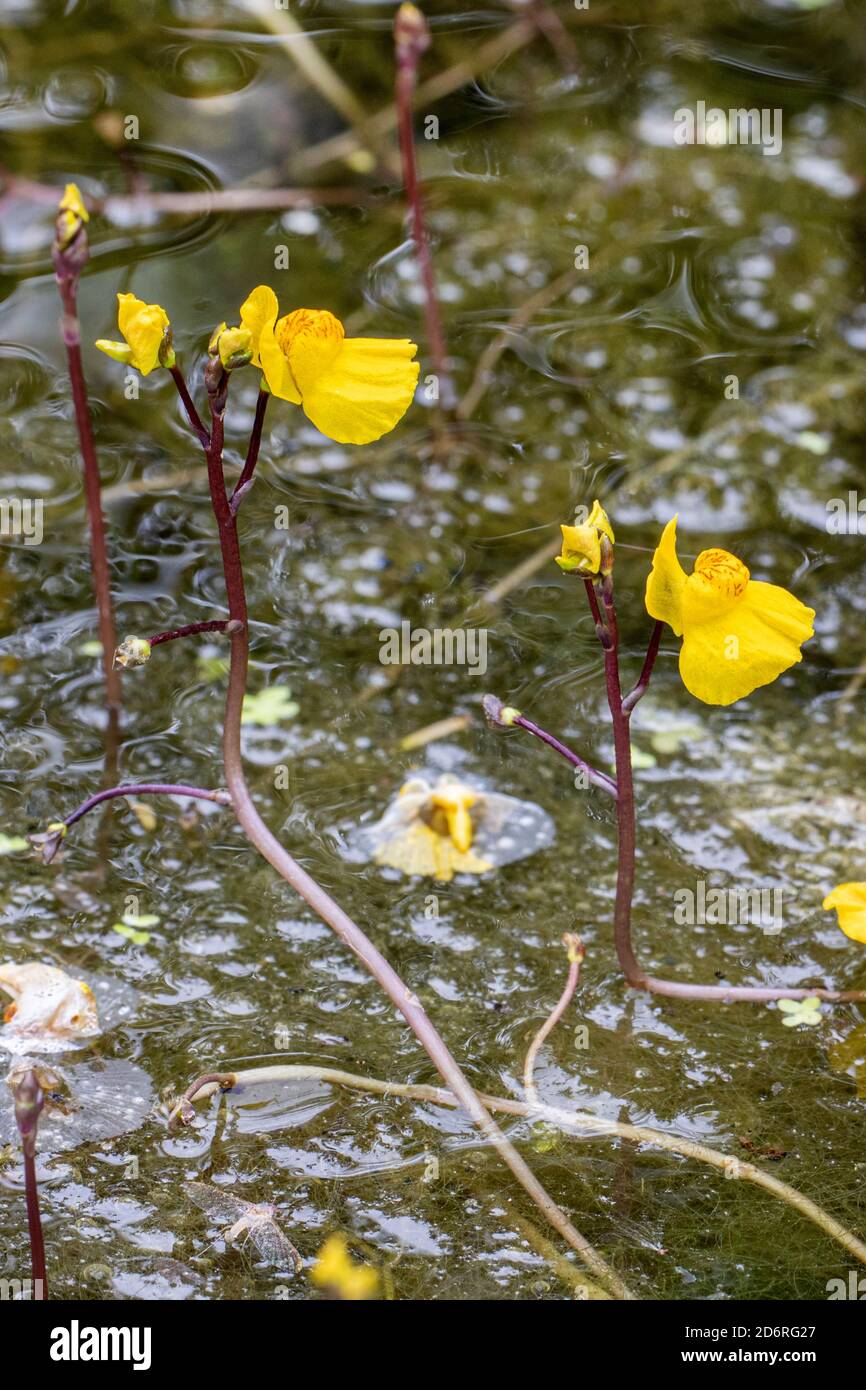 bladderwort occidentale (Utricularia australis), fioritura, Germania, Baviera Foto Stock