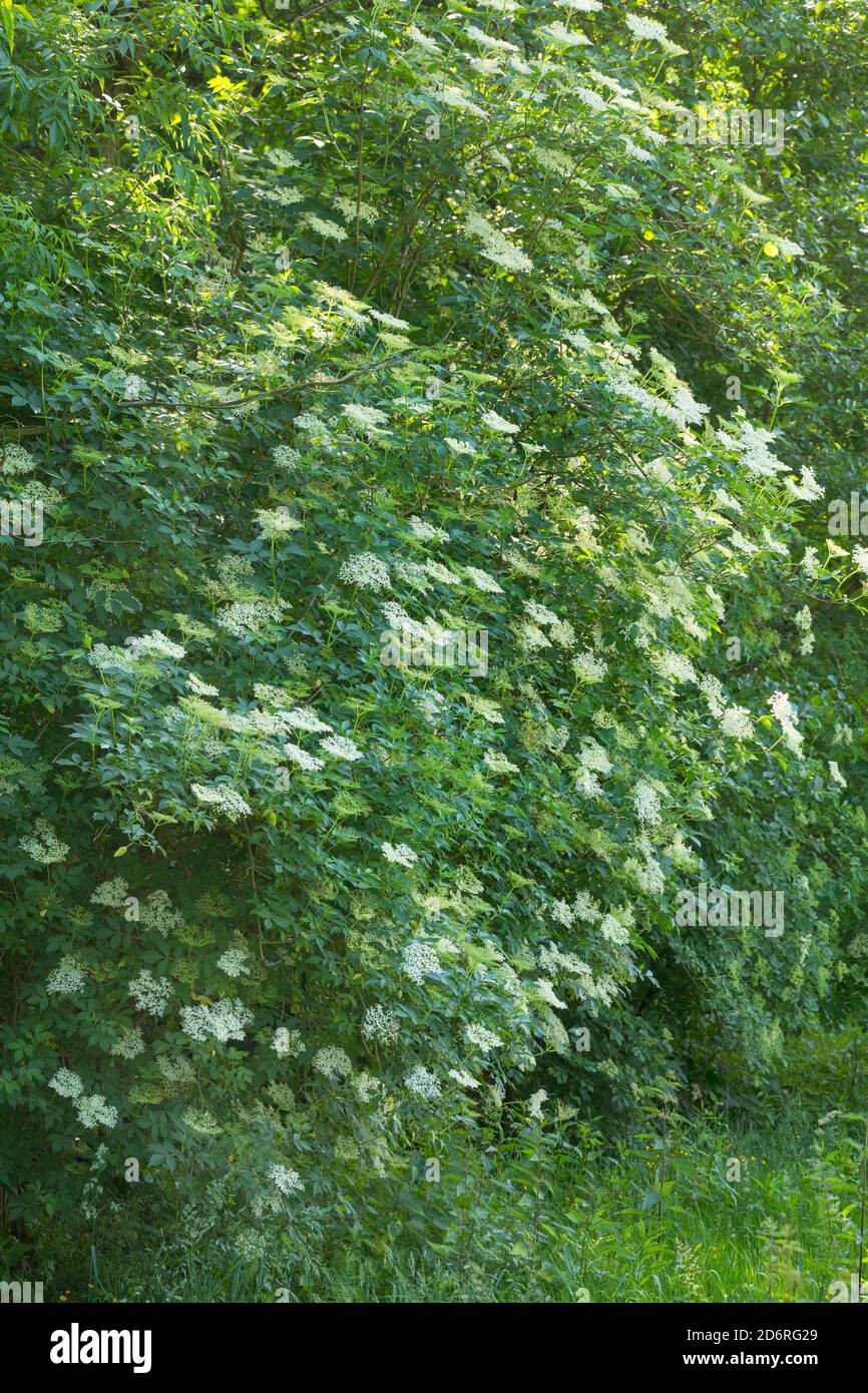 Anziano nero europeo, mirtillo, anziano comune (Sambucus nigra), anziano fiorente, Germania Foto Stock
