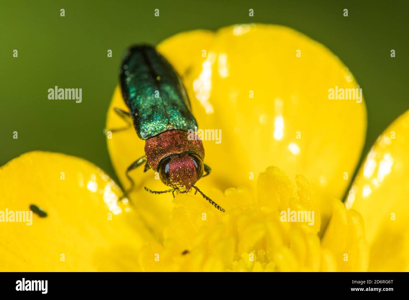 Betle di gioiello, metallo legno-boring (Anthaxia nitidula), femmina siede su un fiore, Germania Foto Stock