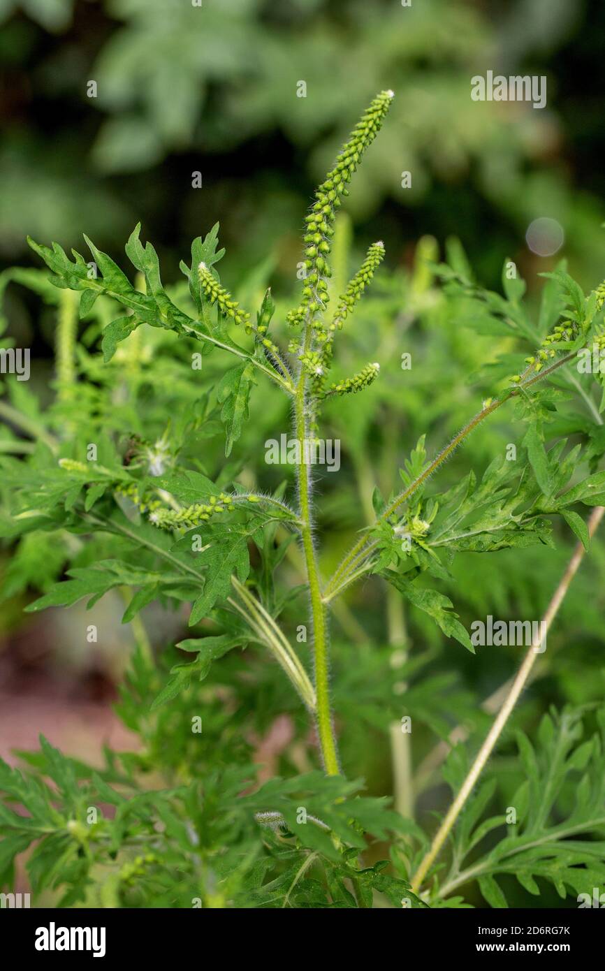 L ambrosia annuale, comune Ambrosia, Bitter-erbaccia, Hog-erbaccia, Romana assenzio (Ambrosia artemisiifolia), fioritura, in Germania, in Baviera Foto Stock