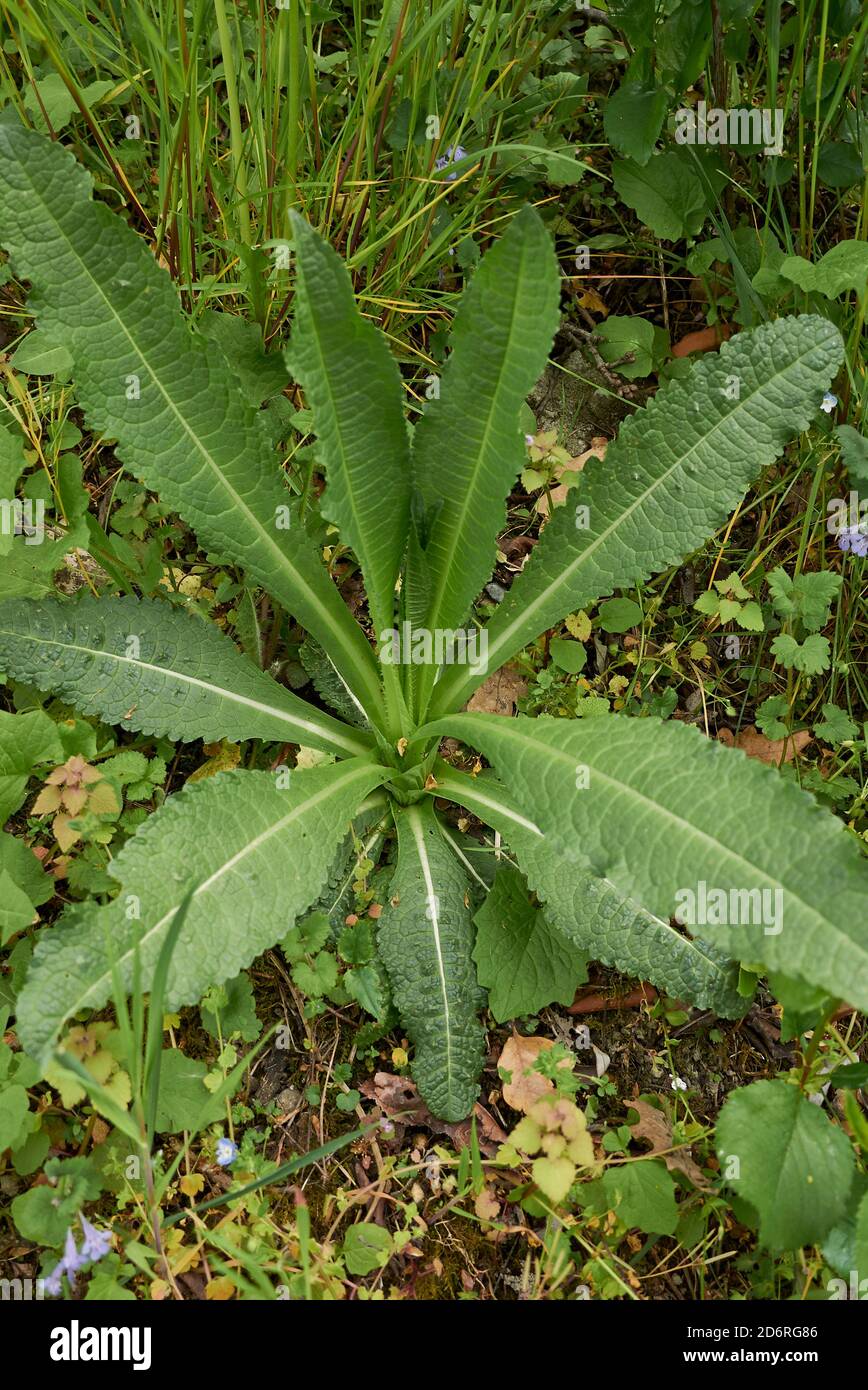 Dipsacus fullonum pianta fresca primo piano Foto Stock