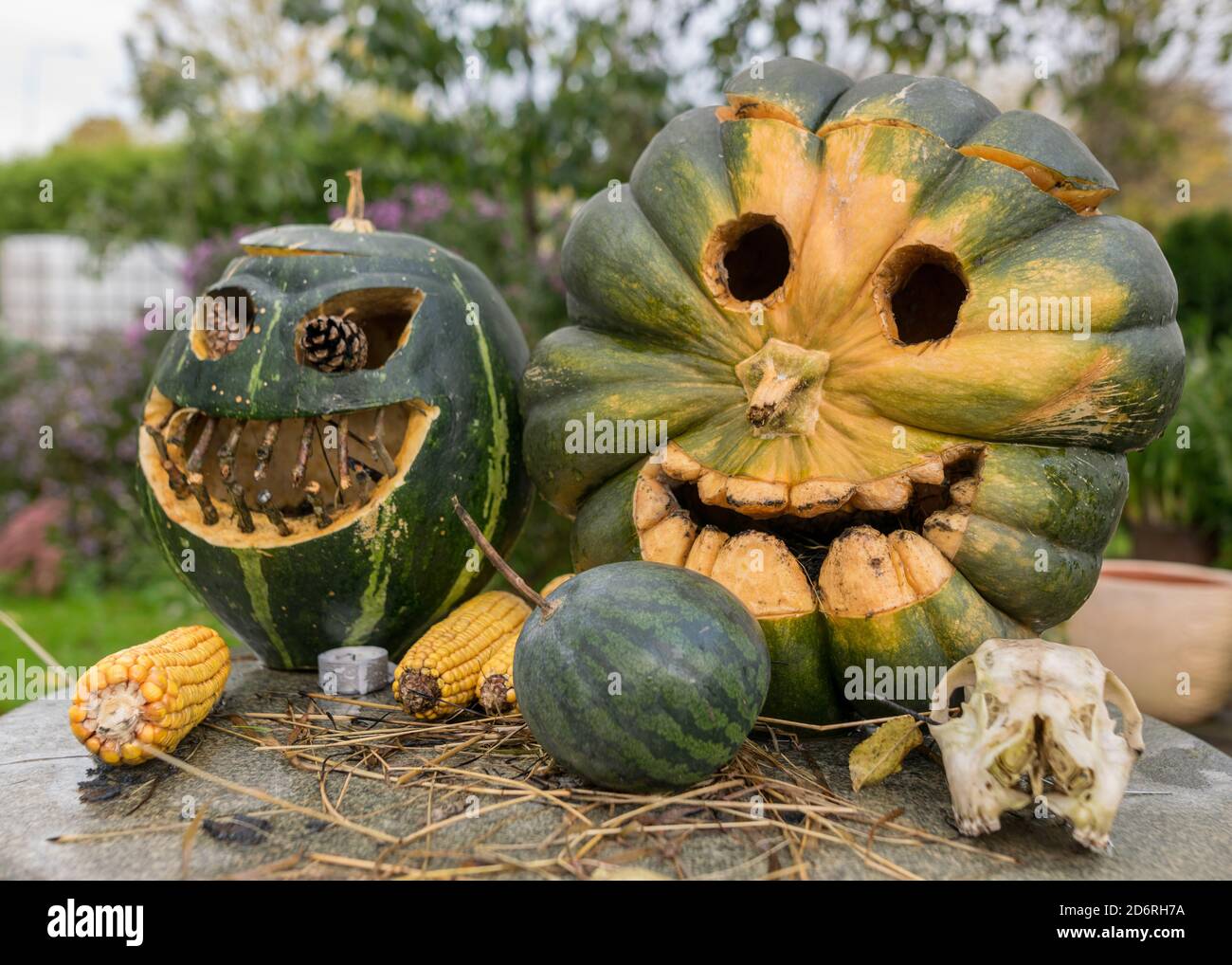 Zucche decorative intagliate nel giardino, Halloween, decorazione della zucca, mais e cranio, tempo di autunno Foto Stock