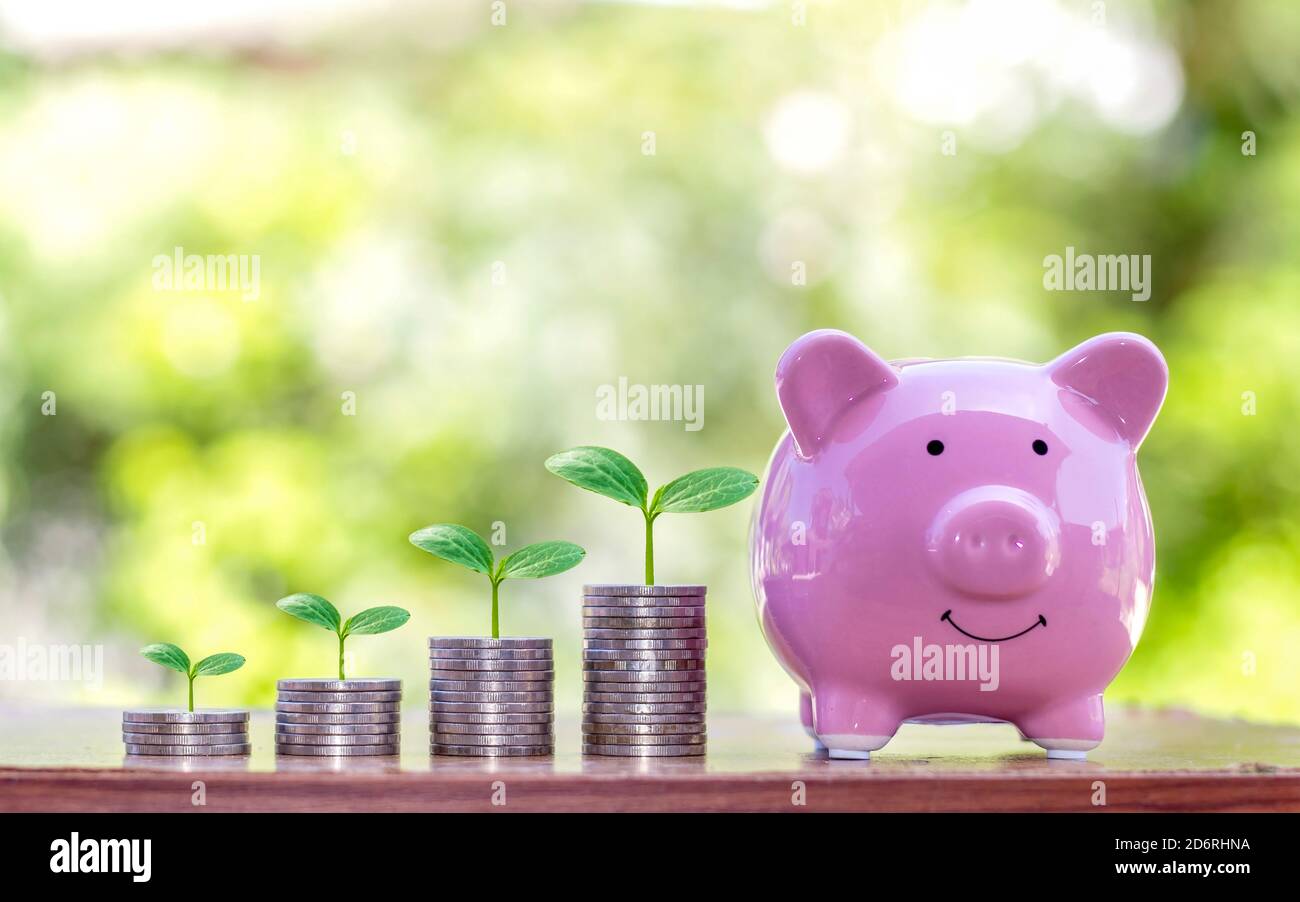 L'albero che cresce sullo stack di monete comprende le banche suino piggy per risparmiare denaro, idee e la crescita finanziaria e degli investimenti per l'agricoltura. Foto Stock