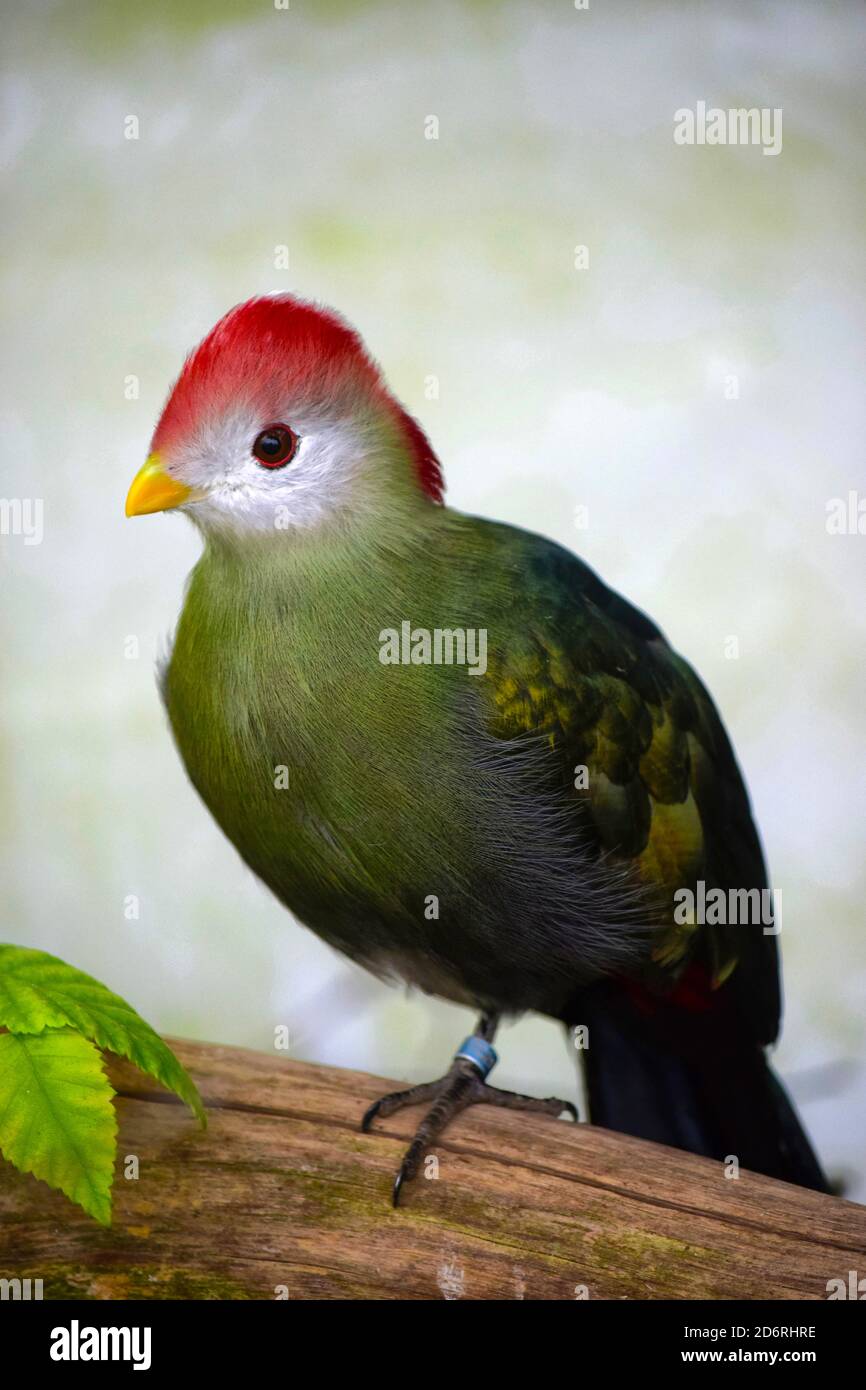 Red crested's Turaco Foto Stock