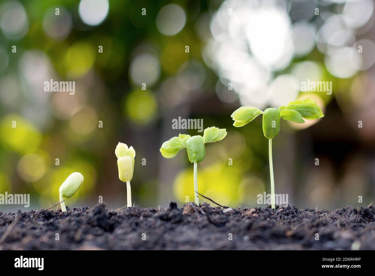 Piccoli alberi di diverse dimensioni su sfondo verde, il concetto di gestione ambientale e la Giornata Mondiale dell'ambiente. Foto Stock